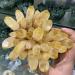 Natural Citrine Cluster Reiki Feng Shui Home Decoration Crystal Gift Home Collections (Size : 300g) - Buy Online on GoSupps.com