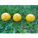 BuyBocceBalls Listing - EPCO Bocce Yellow 57mm Pallinos - 3 Pack (2 of 4 options)