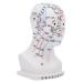 Frcolor acupuncture point model hospital hospital school collecting cups realistic learning aid models head model medical head massage model face scalp pin model head pvc white 22x12x8cm