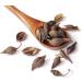 Forsythia Tea: 100% Therapeutic Grade Dried Forsythia Fruit Herb - 60g/2.11oz - Buy Online on GoSupps.com