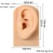 3 Pc Silicone Ear Model - Simulation Artificial Ear Model - for Hearing Aids Wearing & Ear Canal Products Display Right - Buy Online on GoSupps.com