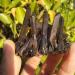 100gm Natural Beautiful Black Quartz Crystal Cluster Tibetan Specimen Crystal Cluster - Buy Online on GoSupps.com