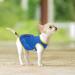 8-Piece Dog Shirts with Funny Letters | Summer Pet T-Shirt Set for Dogs and Cats | Breathable and Soft Dog Outfit | Cool Puppy Shirts | Classic Pattern - Medium - Buy Online on GoSupps.com