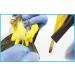 Avian DNA Sexing Kit for Parrots, Macaws, Lovebirds & More (+300 Psittacines) - Gender Reveal Test Card - Buy Online on GoSupps.com