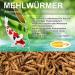 Pondovit Mealworms Premium Snack for Koi - 5L Treats (1 Pack) | Best International Delivery - Buy Online on GoSupps.com