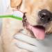 VANZACK 36 Pcs Double Head Dog Toothbrush Dog Toothbrush Toothpaste Cat Toothbrush Dog Oral Toothbrush Pp - Buy Online on GoSupps.com