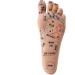 Mengmen 19 cm Foot Reflexology Model - Acupuncture Point Guide for Acupuncture Therapy | International Shipping - Buy Online on GoSupps.com