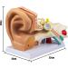 Human Ear Model 3D Model of Ear Display Outer Middle Inner Ear Model with Base 4 Times Enlarged Human Ear Medical Model for Teaching Research Biologists and Doctors - Buy Online on GoSupps.com