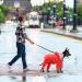 Dog Raincoats Waterproof for Small Medium Dogs Clear Hooded Dog Raincoats Dog Raincoat Jacket with Reflective Strips Dog Rain Coat Jacket with Legs Full Coverage Dog Waterproof Coat (L) - Buy Online on GoSupps.com