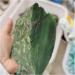 Natural Green Jasper Stone Rock Quartz Raw Rough Minerals Specimen Gem Reiki Home Decoration Crafts DIY Gift Decoration ZJGIDTEM (Size : 450-500g) - Buy Online on GoSupps.com