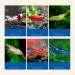 Fish Food BMBN 30g/60g/150g Aquarium Small Fish Brine Shrimp Eggs Artemia Forages Nutrition Eggfood for Guppy - Buy Online on GoSupps.com