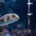 Fish Shrimp Feeder Tube and Plate Acrylic Clear Shrimp Feeding Tube Aquarium Fish Tank Feeder for Crystal Shrimp Tropical Fish(20cm) - Buy Online on GoSupps.com
