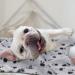 Eagmak 6-Pack Cute Dog Cat Fleece Blankets with Paw Prints for Small Animals - Black Brown Blue Grey Red White - Buy Online on GoSupps.com