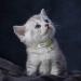 Tagme 2 Pack Cat Collar with Name & Phone | Adjustable Safety Clasp & Bell | Green Kitten Necklaces (15-20 cm) - Buy Online on GoSupps.com