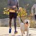 Boxwizard Dog Jogging Lead with Belly Strap Dog Lead for Small Dog Lead Zip Pocket Reflective Running Lead Belt Bag Outdoor Jogging Walking Night Running Black Waist Bag Average code - Buy Online on GoSupps.com