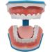 BFEIWGHA Teeth Model - Standard Dental Study Tool | 6X Enlarged Mouth Dental Model for Kids | Ideal for Teaching & Demonstration - Buy Online on GoSupps.com