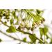 Shepherd's Purse Herb Tea | Capsella Bursa Pastoris | Bourse Pasteur Tisane | Health Embassy (50g) - Buy Online on GoSupps.com