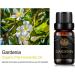 100% Pure Gardenia Essential Oil - Therapeutic Grade for Diffuser Massage & Skin Care - 10ml Aromatherapy Oil for Home & Humidifier - Buy Online on GoSupps.com