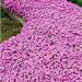 100pcsbag Creeping Thyme Seeds or Blue ROCK Cress Seeds Perennial Ground Cover Flower Natural Growing for Home Garden 4