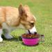 Slson 2 Pack Foldable Travel Dog Bowl - Safe & Portable Pet Bowl with Carabiners | Perfect for Cats & Dogs - 350ml - Purple & Green - Buy Online on GoSupps.com