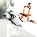 Dog Handlebars with Seat Belt - XL Orange Pet Halter for Safe Outdoor Walking | Prevent Pulling - Buy Online on GoSupps.com