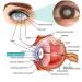OphthlaMed Vision Enhance Roller - Relieve Eye Strain, Enhance Visual Clarity - 1PCS/8mm (4pcs) - Buy Online on GoSupps.com