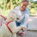Nobby Norwegians Classic Preno - Raspberry/Pink - 50-64 cm - Durable Pet Accessory - International Shipping Available - Buy Online on GoSupps.com