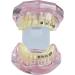 Buy Dental Teeth Model Demo | Transparent Implant & Orthodontic Retainer | International Shipping - Buy Online on GoSupps.com