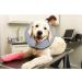 Ducomi Inflatable Dog & Cat Hinges - Post-Operation Relaxation & Comfort | Prevent Scratches & Bites - Available in Gray (Size S) - Buy Online on GoSupps.com