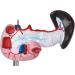 Human Liver Model Hepatopancreatic Duodenum Model Hepatobiliary Pancreatic Gallbladder Detachable Model - Buy Online on GoSupps.com