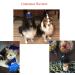 Christmas Pet Party Jazz Hat and Bow Tie Set for Small Dogs and Cats - Light Blue - Buy Online on GoSupps.com