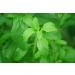 Organic Stevia Leaf Powder - Buy Online on GoSupps.com