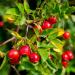 Organic Rosehip Powder 1 KG - 100% Pure, Vegan & Additive-Free - Buy Online on GoSupps.com