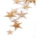 100 Pcs Small Starfish Sea Shells for Beach Crafts - 0.4-1 Inches - Buy Online on GoSupps.com