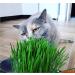 Organic Pet Grass Grow Kits by Cat FurNature - Natural Indoor Cat Grass for Fresh, Healthy Pets - Buy Online on GoSupps.com