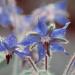 Naissance Virgin Borage (Starflower) Seed Oil (No. 226) - 50ml - 100% Naturally High in GLA (Gamma-Linolenic Acid) - For Skin Face Body Hair Massage Vegan 50 ml (Pack of 1) - Buy Online on GoSupps.com