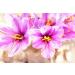 SAFSUN Fun of Life Saffron Tea - Buy Online on GoSupps.com
