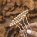 Bohend Rhinestone Hair Comb Crystal Pearl Hairpieces Wedding Hair Accessories Jewelry for Women and Girls (Champagne) - Buy Online on GoSupps.com