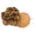 Organic Maitake Powder 150G | Origin Europe | King of Mushrooms | 100% Natural Pure Vegan | Top Quality - Buy Online on GoSupps.com