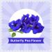 Blue Tea - Butterfly Pea Flower Tea 2.11 Oz (200 Cups) | Farm Packed for Freshness | Natural Food Coloring for Iced Tea, Cocktails, Mocktails | Clitoria Ternatea - Caffeine-Free, Vegan, Non-Toxic | Premium Zipper | Great Gift Option - Buy Online on GoSupps.com