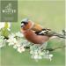 Premium Wild Bird Feed 5kg - Amsel Futter with Berries & Sunflower Seeds for Year-Round Feeding - Buy Online on GoSupps.com