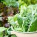 Welldales 100 Complete Mix Tortoise Food Seeds UK Native Plants Grow Your Own Reptile Food - Buy Online on GoSupps.com