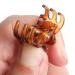 Buy TRIXES 12 Pieces Stylish Brown Mini Hair Clips - Hair Claws Pins & Clamps - International Shipping Available - Buy Online on GoSupps.com