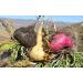 Black Maca Root Powder Gelatinized Organic Certified 250g from Peru Men Support Although for Stamina it Benefits Both Women and Men. by SelvaBio. - Buy Online on GoSupps.com