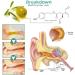 GFOUK Anti Cochlear Blockage Removal Spray 30ml - Earwax Softener Cleaner for Clogged Ear Relief (3 PCS - Buy Online on GoSupps.com