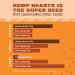 Manitoba Harvest Hemp Seeds 16oz - 10g Plant Based Protein, 12g Omega 3 & 6, Non-GMO, Vegan, Keto, Paleo, Gluten Free - Perfect for Smoothies, Yogurt & Salad - Buy Online on GoSupps.com