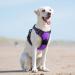 Eagloo Dog Harness for Large Dogs - Adjustable Anti-Train Control Harness with Reflex Strips Purple - Perfect for Labradors (1 Pack) - Buy Online on GoSupps.com
