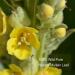 TEARELAE Mullein Tea Bags for Lungs - 2.65 oz/75g - 100% Pure Natural Premium Mullein Leaf Tea - Non-GMO - Caffeine-free - Respiratory Support - 25 Bags - Buy Online on GoSupps.com