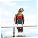 POPETPOP Flying Bird Diapers Budgie Diaper Bird Nappy Bird Clothes Bird Flight Suit Diaper Diapers for Pet Birds Parrots Nappies Parrot Diaper Cockatiel Diaper Cotton Cocktail Set Long Tail 20x11cm As Shown 2 - Buy Online on GoSupps.com