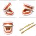 Honbay Standard Teeth Model with Toothbrush | Adult Dental Demonstration Teaching Supplies - Buy Online on GoSupps.com